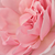 Rózsaszín - Teahibrid rózsa - Violina®